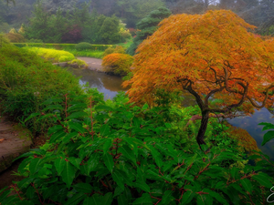 Maple Palm, Fog, Pond - car, trees, Garden