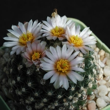 Cactus, Flowers, pot, White