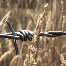 prickly, grass, wire