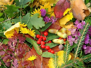 trefoil, puffball, spruce, Plant, twig