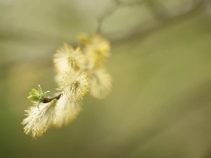 database, twig, Willow, puss