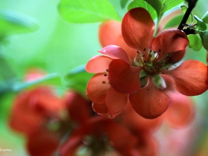 Bush, Red, Flowers, quince