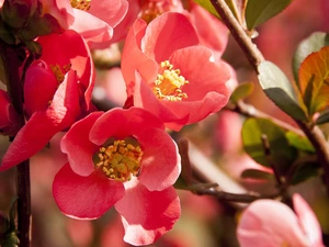 quince, Twigs, Flowers