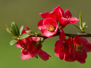 quinces, Red, Flowers