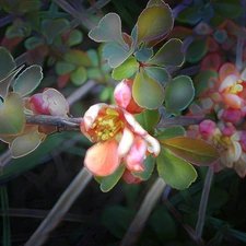 Flowers, quinces