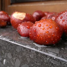 chestnuts, Rain