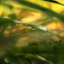 rain, grass, drops