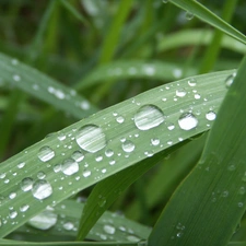 rain, grass, drops