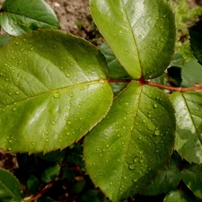 leaf, drops, rain, rose