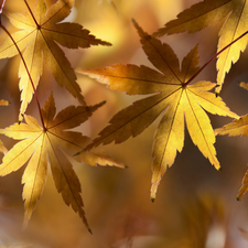 maple, rapprochement, blurry background, Leaf