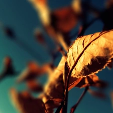Leaf, sunny, rapprochement, rays