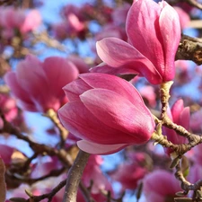 Twigs, rapprochement, Pink, Flowers, Magnolia