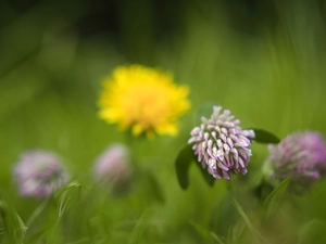 rapprochement, Flowers, trefoil