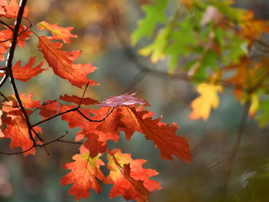 Leaf, rapprochement, twig, Autumn, oak