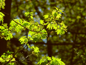 Leaf, illuminated, Twigs, rapprochement, maple, young