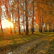 River, birch, sun, Leaf, forest, rays, autumn