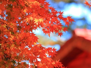 autumn, Leaf, maple, Red