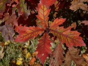 Autumn, oak, red, Leaf