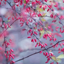 barberry, Fruits, Twigs, Red