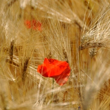 barley, cereals, red weed, Ears