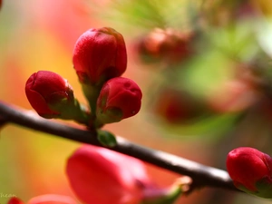 Bush, Red, Buds, Japanese Quince