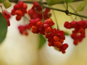Euonymus, Fruits, Bush, Red