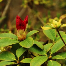 rhododendron, Red, Colourfull Flowers, Bush