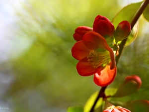 Bush, Red, Flowers, Japanese Quince