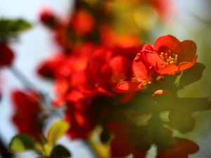 Bush, Red, Flowers, Japanese Quince
