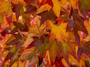 maple, Orange, Leaf, Red