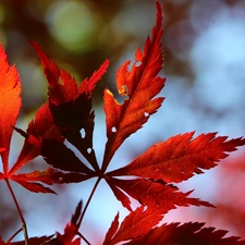 Leaf, Maple Palm, Red