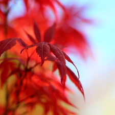 Leaf, Maple Palm, Red