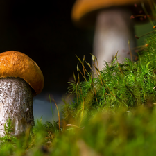 Moss, Mushrooms, Leccinum Red