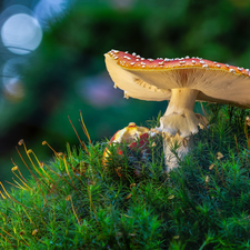 mushrooms, toadstools, Moss, Red