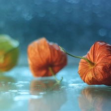 Plants, physalis bloated, Red