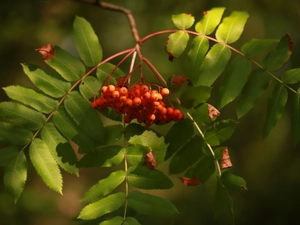 Plant, Fruits, Leaf, Red