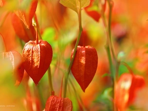 Plants, physalis bloated, Red