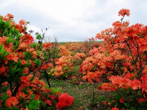 Red, Rhododendrons