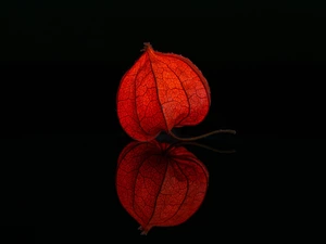 black background, physalis, reflection