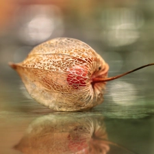 physalis bloated, plant, reflection, dry