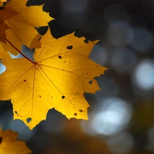 autumn, maple, reflex, leaf