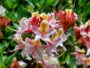 rhododendron, Beauty, azalea
