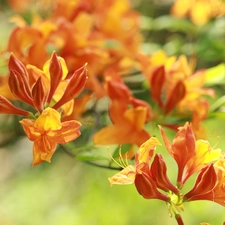 azalea, Orange, Flowers, rhododendron