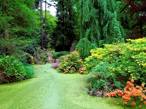 rhododendron, Park, azalea