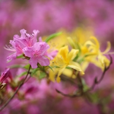 Azaleas, Pink, Flowers, rhododendron