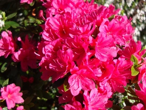rhododendron, Flowers, Azalii