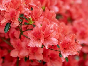 Flowers, rhododendron, blurry background, azalea