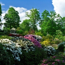 rhododendron, Park, Flowers