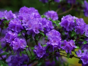 rain, rhododendron, Flowers, drops, purple