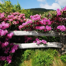 Hurdle, rhododendron